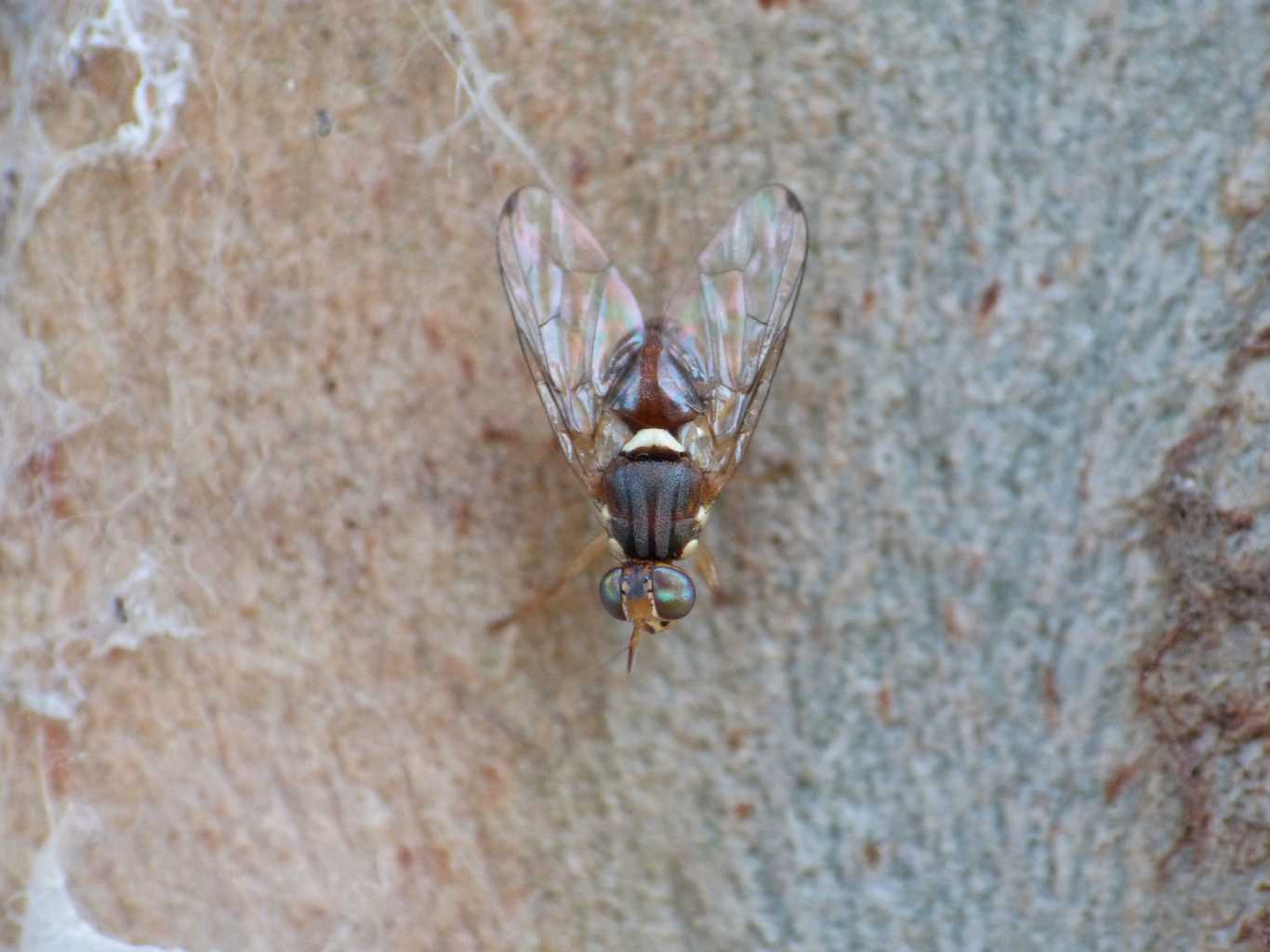 Bactrocera oleae (Tephritidae)